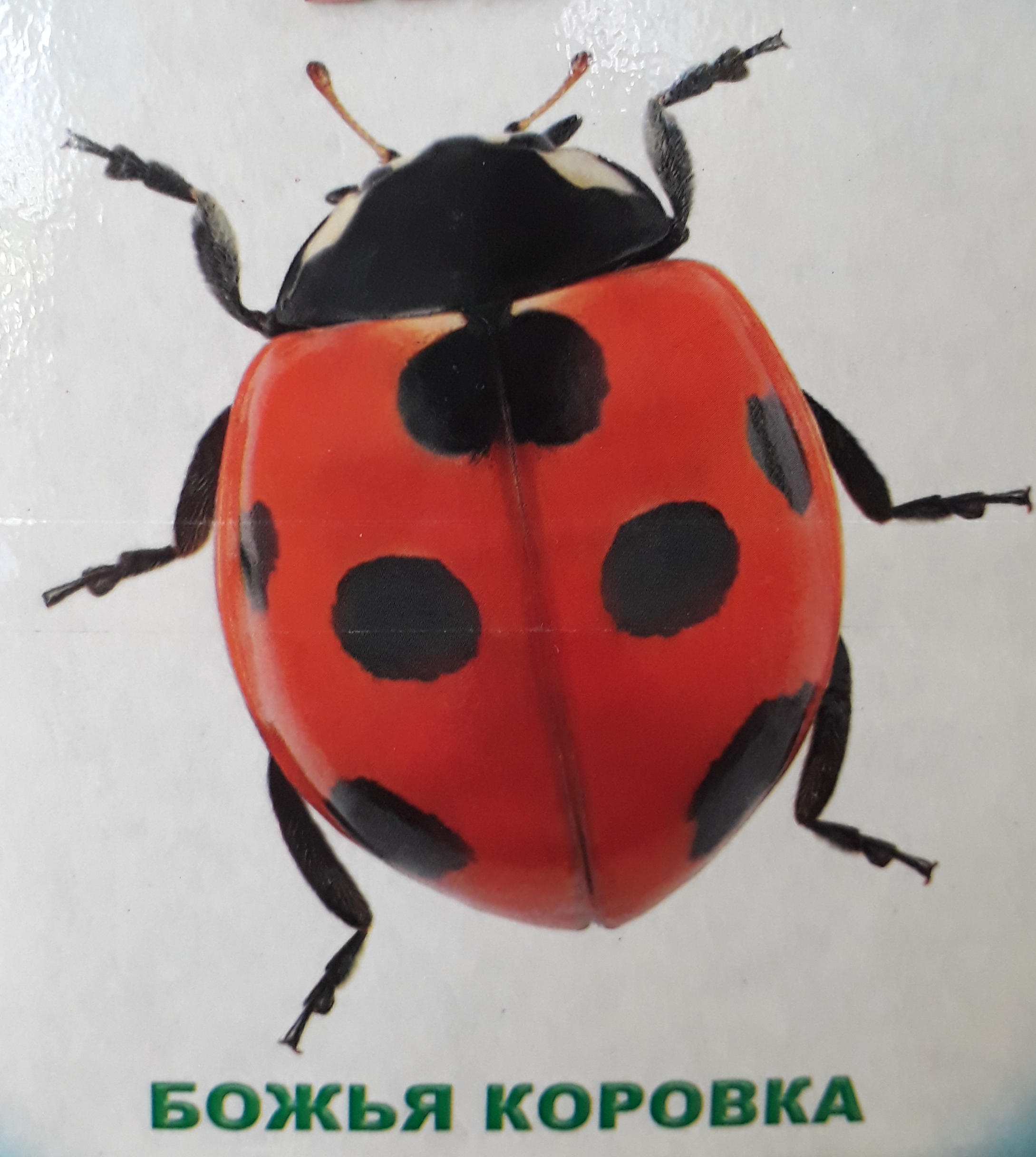 Ильина Марина Николаевна — СП детский сад «Теремок» ГБОУ СОШ №2 им. Героя  Советского Союза Г.Н. Гурьянова ж.-д. ст. Шентала